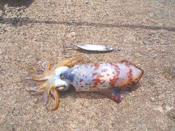 The picture doesn't show the squid's fantastic irridescent green eyes..