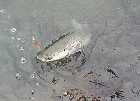 The fish suck and pluck at the ragworm and 'sometimes' hook themselves (often enough to make it interesting).