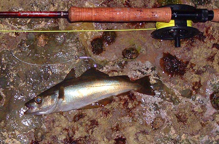 My first fish after the holiday. Note the big eyes on the fly - I think they interfered with good hooking.