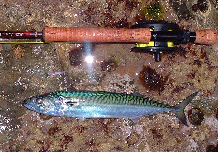 I landed this one but probably missed twenty more.