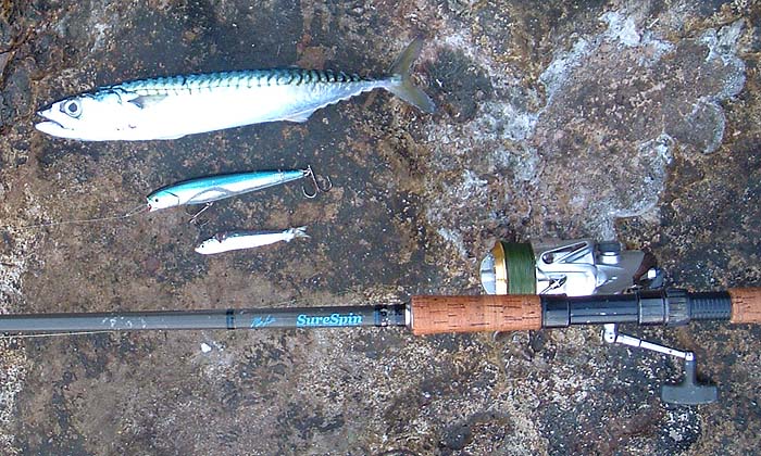 Mackerel, popper and sprat coughed up by the mackerel.