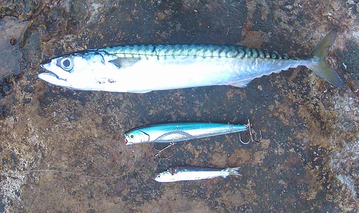 Although the lure is much bigger than the sprat the resemblance is clear .