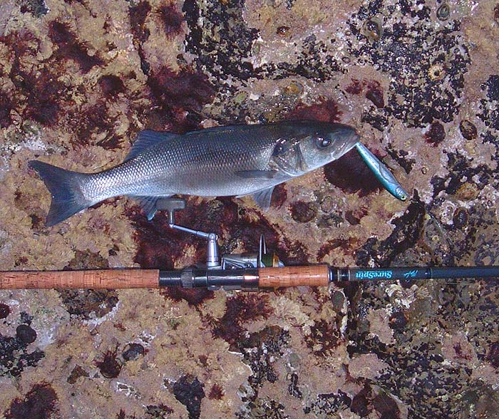 This fish was hooked at seveny or eighty metres range - a testament to the properties of braided line.