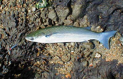 This one took my 'lead' bodied lure.