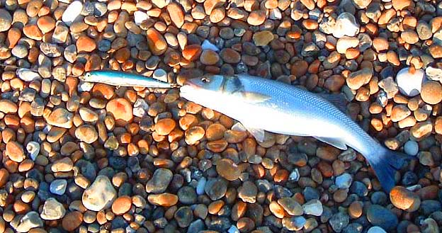 This bass took the lure as I lifted it out