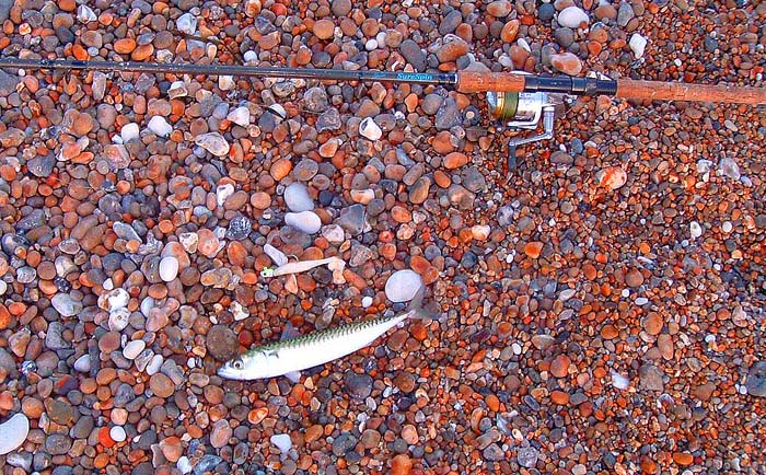 I switched to a rubber leadhead and the first fish was this mackerel.