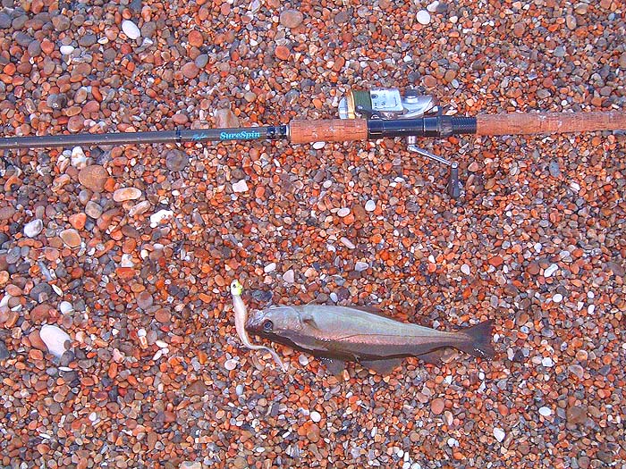 Pollack are always keen on rubber baits .