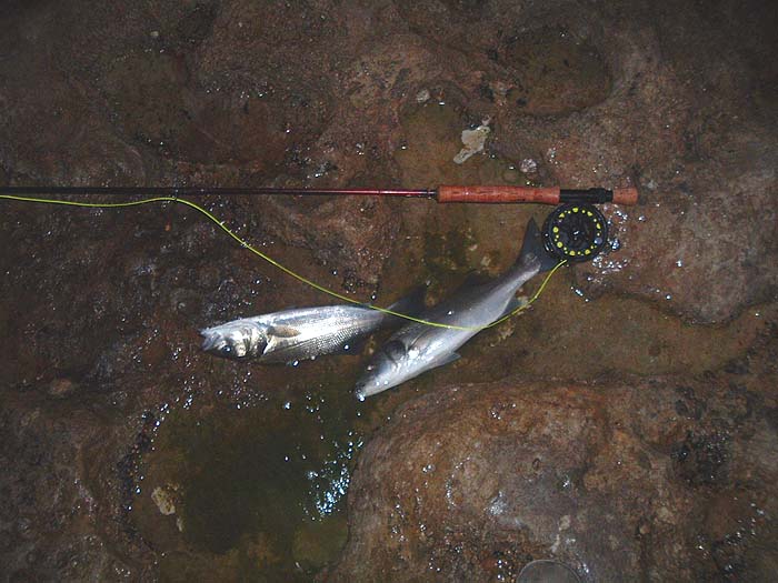 Not big bass but two at once put up a real fight.