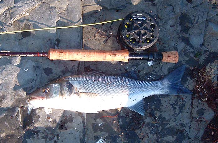 This one had engulfed my fly.