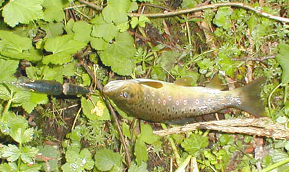 Plugs are the only lures that fish really well against the flow.