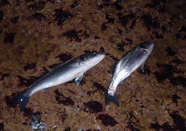 These two really zuzzed the check on Ben's fly reel.