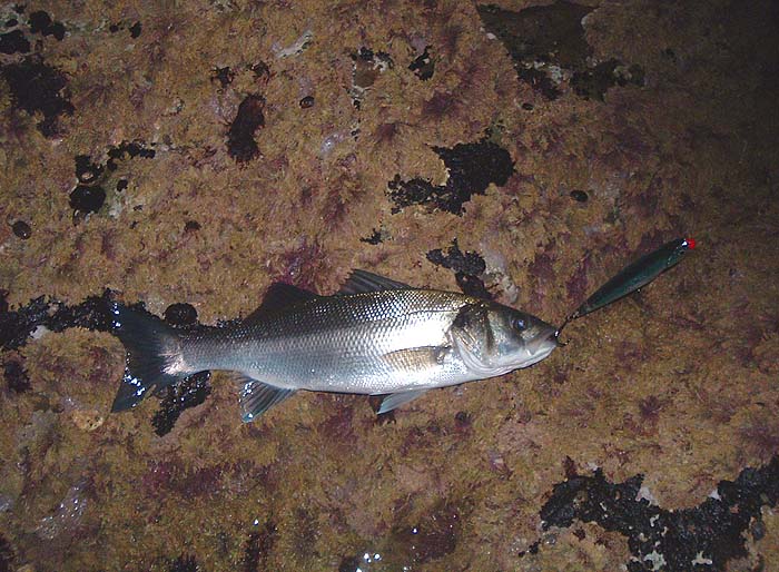 Even small bass take these lures fiercely