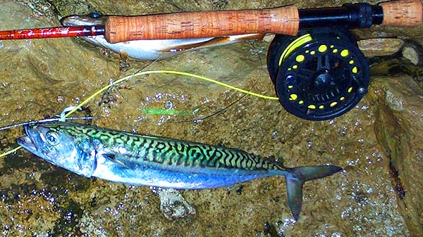 I had this pollack (hidden by the rod butt) and the mackerel at the same time.