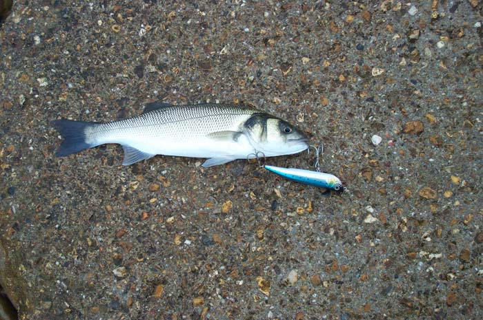 This felt like a real bonus after an hour or so without a fish.