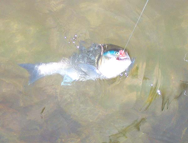 - after a change of lure I still caught bass.