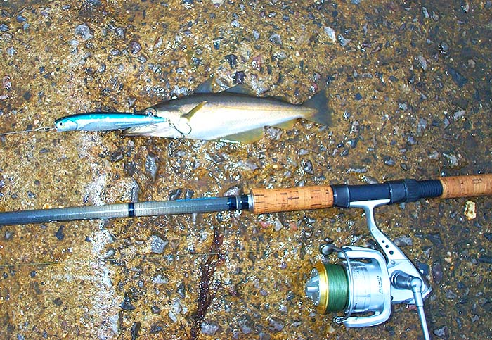 As far as I remember this is the first pollack I've taken on a popper. I'm sure that they must be effective for larger pollack at times.