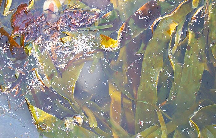 Although the weed middens are pretty fresh they've generated loads of maggots.