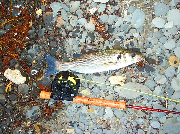 not much reward for a couple of hour's fishing.