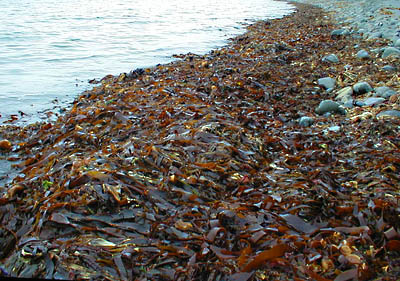 Note the paler weed just behind the fresh kelp. The old weed contains the maggots.