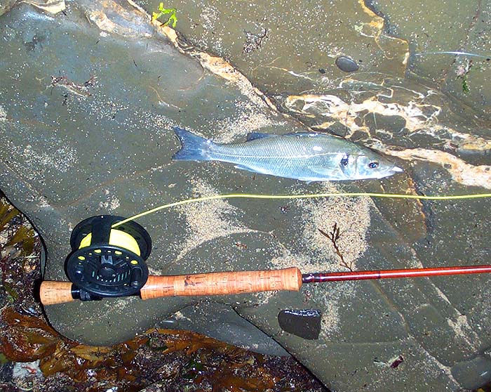 this small fish was my only catch on the first session.