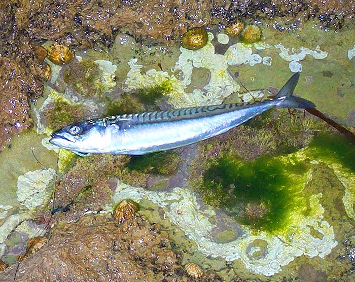 Only a modest mackerel but much bigger than any of my artificial baits or flies.