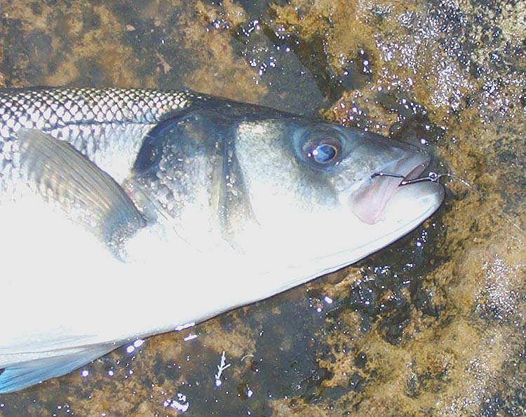 Just as it should be, my bass was nicely hooked on the circle hook and could be easily released.