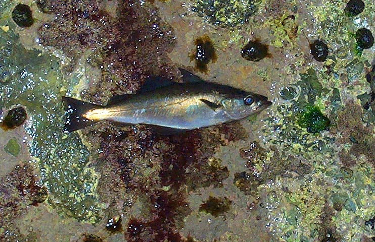 Pollack are much less powerful and less lively baits.