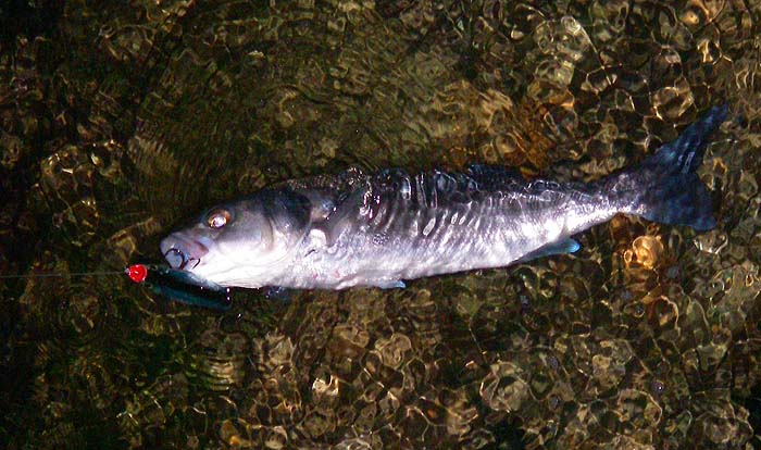 This one took at long range and was only small but I was pleased to catch it.