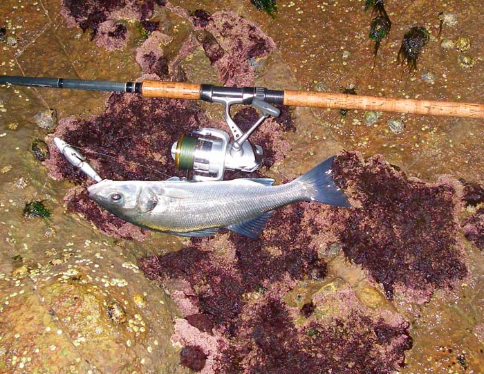 The bass looks good against a cushion of pink algae.