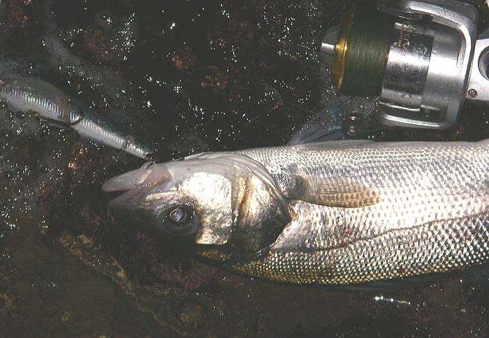 It seems darker because I was using a different camera setting for the close up.