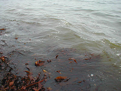 Most of the foam consists of Coelopa maggots but where are the fish?