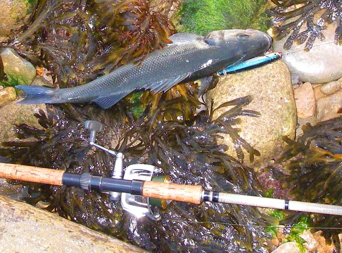 This was my last and largest bass of the session and fought well in the shallow water.