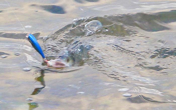 Well hooked on the sharp tail treble of the Skitterpop.