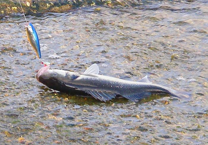 it's handy being able to slide the fish ashore like this.