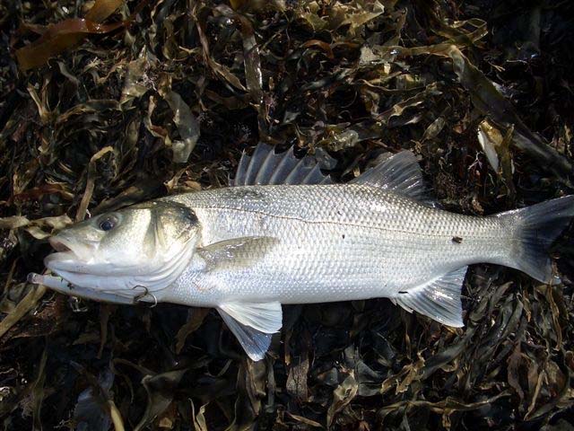 A cracking bass in good condition and well deserved in the circumstances.