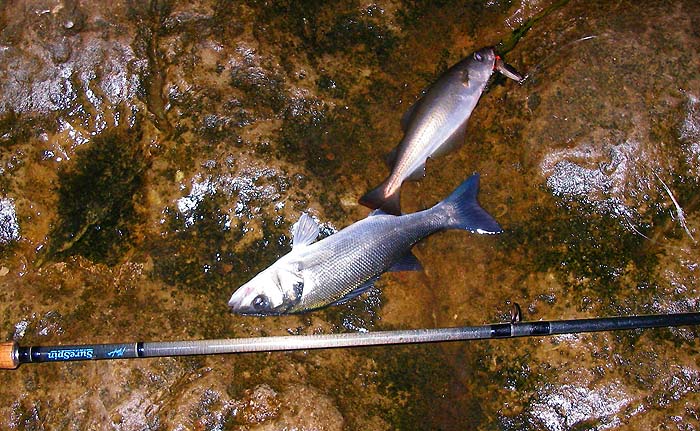 Both fish took the Toby on successive casts. The bass went back and the pollack was used as bait