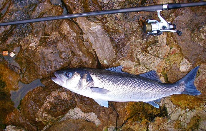 This one had no trouble with a mackerel bait.