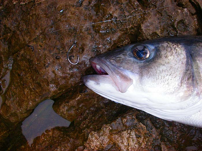 The circle hook looks quite small but it was nicely in the upper lip.