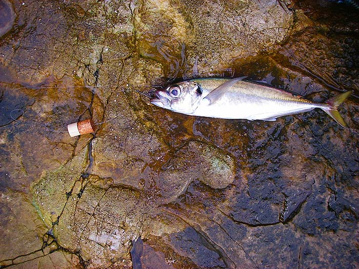 This is the whole set up. The scad is lip-hooked on a 6/0 circle and I have two half-corks on the line (I could add more or take them off in an instant if needed).