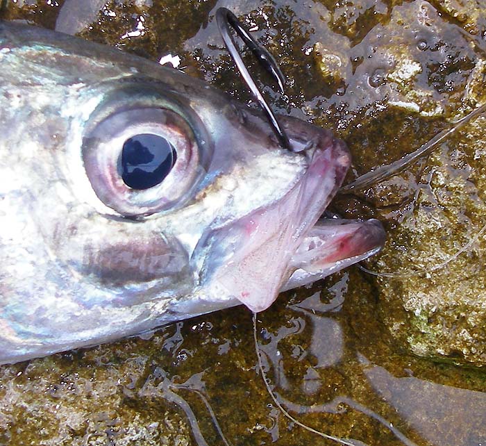 This scad was released and swam off after I failed to find a bass.