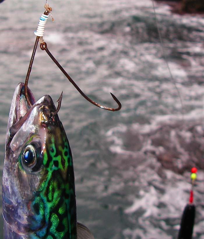 This sliding Pennel rig has worked well with legered dead baits for Nigel and could be effective for livebaits.