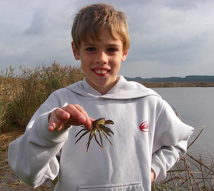 Shore crabs may not be the hardest fighters but they are not to be sniffed at on a slow day.