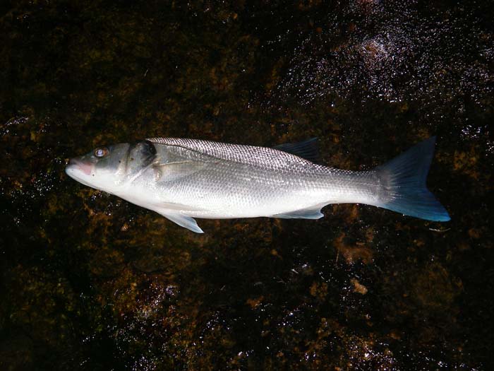 Not massive but any bass is a cracker.