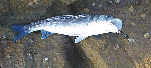 The bass was a spent female and should have weighed a good deal more.