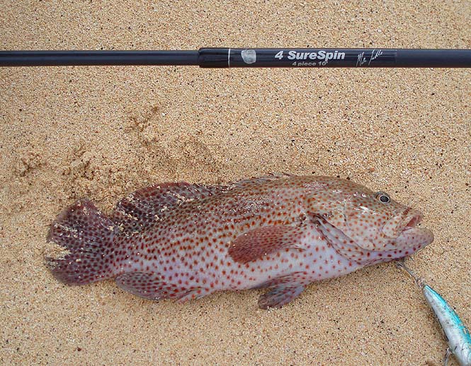 This is Rich's grouper taken on a plug.