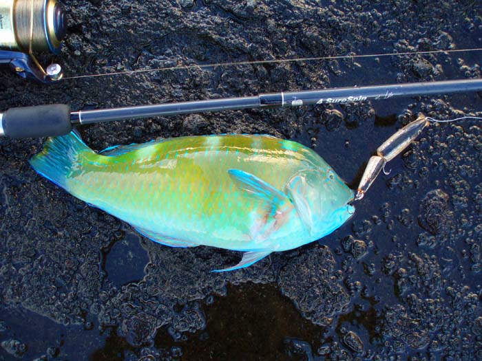 This one took a countdown Rapala - the colours were amazing.