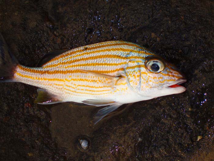 Another fish from the rocks.