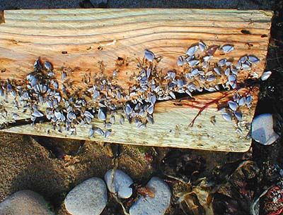 Hundreds of barnacle larvae must have settled on the drifting wood.