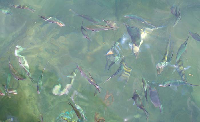 The harbour seethes with reef fish.