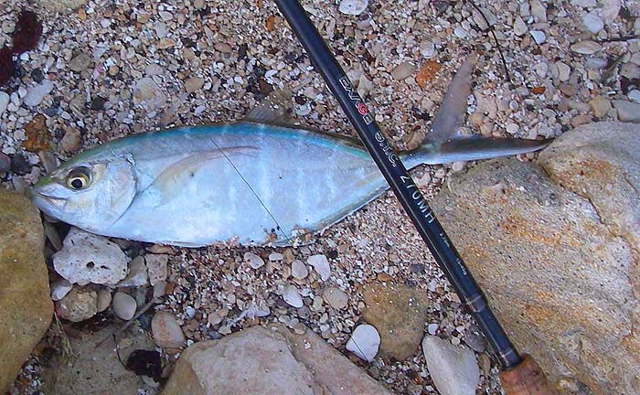 One of the most beautiful jacks but not as big as some.